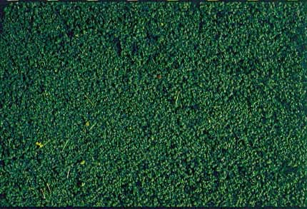 HKI1603: Microvlies Gebladerte - dennengroen, 28 x 14 cm
